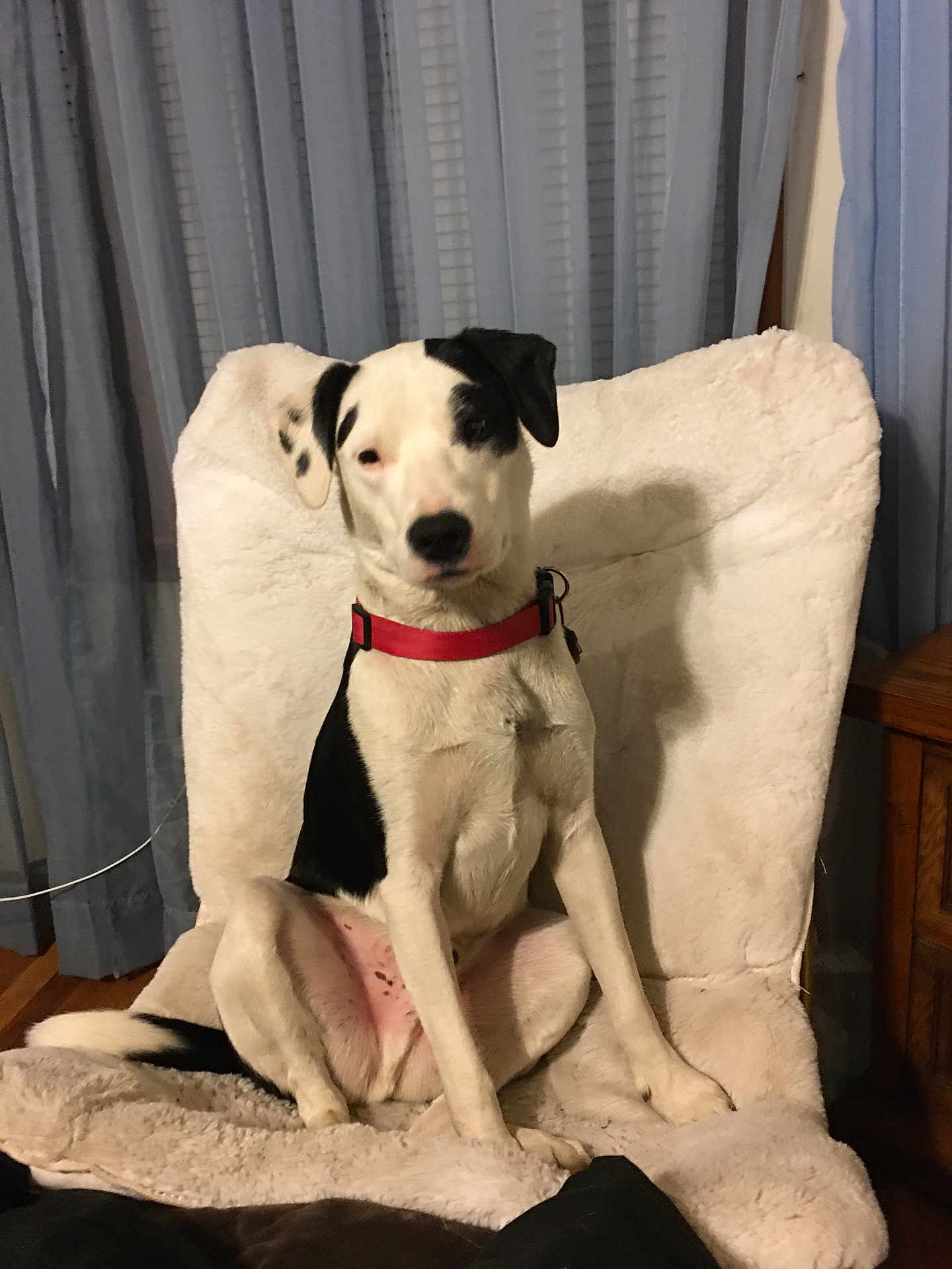 Charlie is registered to the contest to win money with this photo: dog, canine, black_and_white, red_collar, sitting, plush_chair, blanket, indoor, curtains, window, wooden_furniture, pet, portrait, paws, ears, nose, fur, home_interior, relaxed, companion