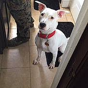 Juno joined the competition — help win amazing prizes! bathroom, bathtub, black_rug, boots, camouflage_pants, collar, dog, doorway, ears, hallway, human_leg, looking_up, paws, pet, red_collar, sitting, tag, tile_floor, tiles_wall, white_dog