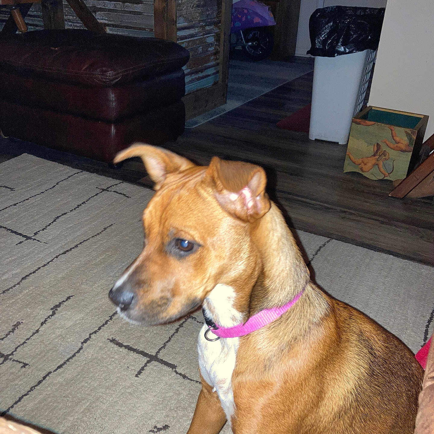 Prudences Harper is registered to the contest to win money with this photo: animal, attentive, brown_dog, carpet, cute, dog, domestic, ears_up, flooring, furniture, home_interior, indoor, leather_ottoman, pet, pink_collar, rug, side_profile, sitting, trash_bin, wooden_counter