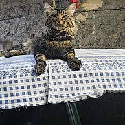Thor participe au concours pour gagner de l'argent avec cette photo : animal, architecture, building, cat, city, couch, flag, furniture, kitten, manx, outdoors, person, pet, plant, pottedplant, shelter, sleeping, tablecloth, transportation, vehicle