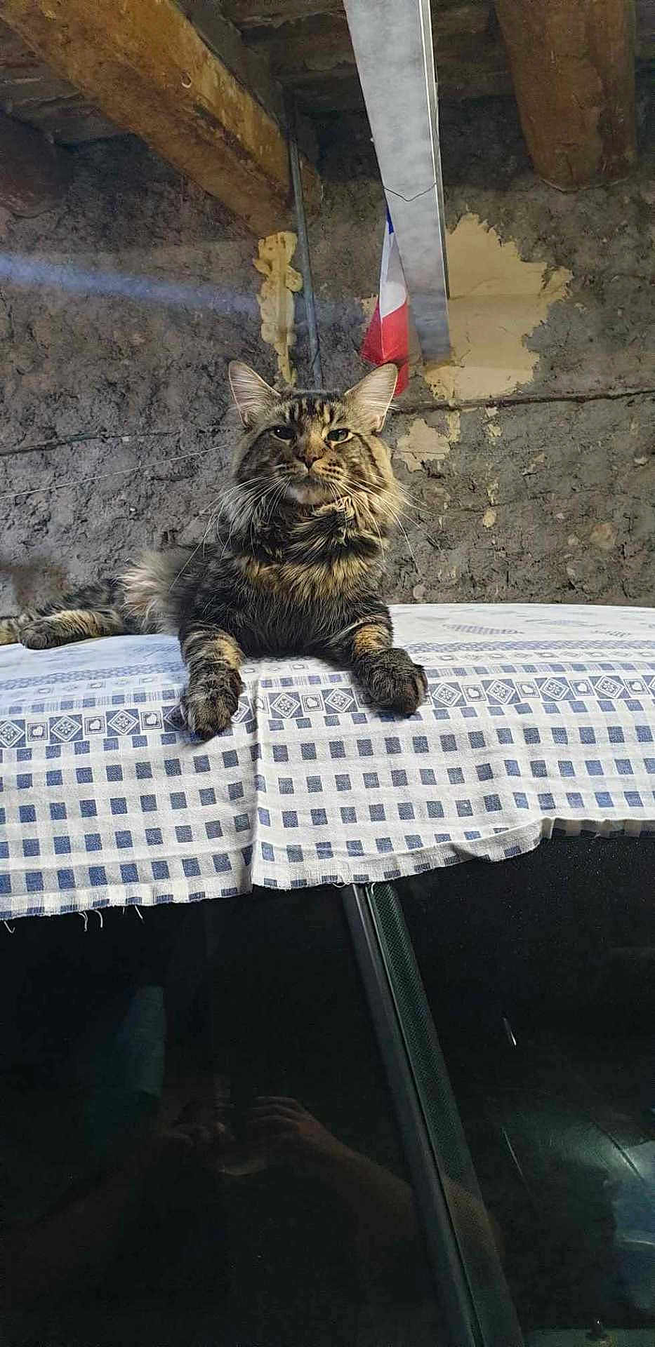 Thor