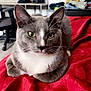 Louie joined the competition — help win amazing prizes! cat, gray_cat, white_chest, yellow_eyes, indoor, red_blanket, furniture, chair, desk, clutter, folded_clothes, pet, animal, whiskers, ears, fur, relaxed, lying_down, domestic, cozy