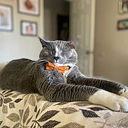 Louie is registered to the contest to win money with this photo: cat, grey_cat, white_paws, bow_tie, stretching, indoor, blanket, leaf_pattern, relaxed, sleeping, pet, feline, cozy, fur, whiskers, paws, domestic_animal, cute, adorable, home