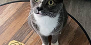 Louie is registered to the contest to win money with this photo: cat, gray_cat, white_cat, wooden_table, decorative_pumpkin, coasters, living_room, floor, sofa, curious, pet, domestic_animal, feline, indoor, closeup, tabletop, whiskers, ears, eyes, fur
