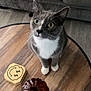 cat, gray_cat, white_cat, wooden_table, decorative_pumpkin, coasters, living_room, floor, sofa, curious, pet, domestic_animal, feline, indoor, closeup, tabletop, whiskers, ears, eyes, fur