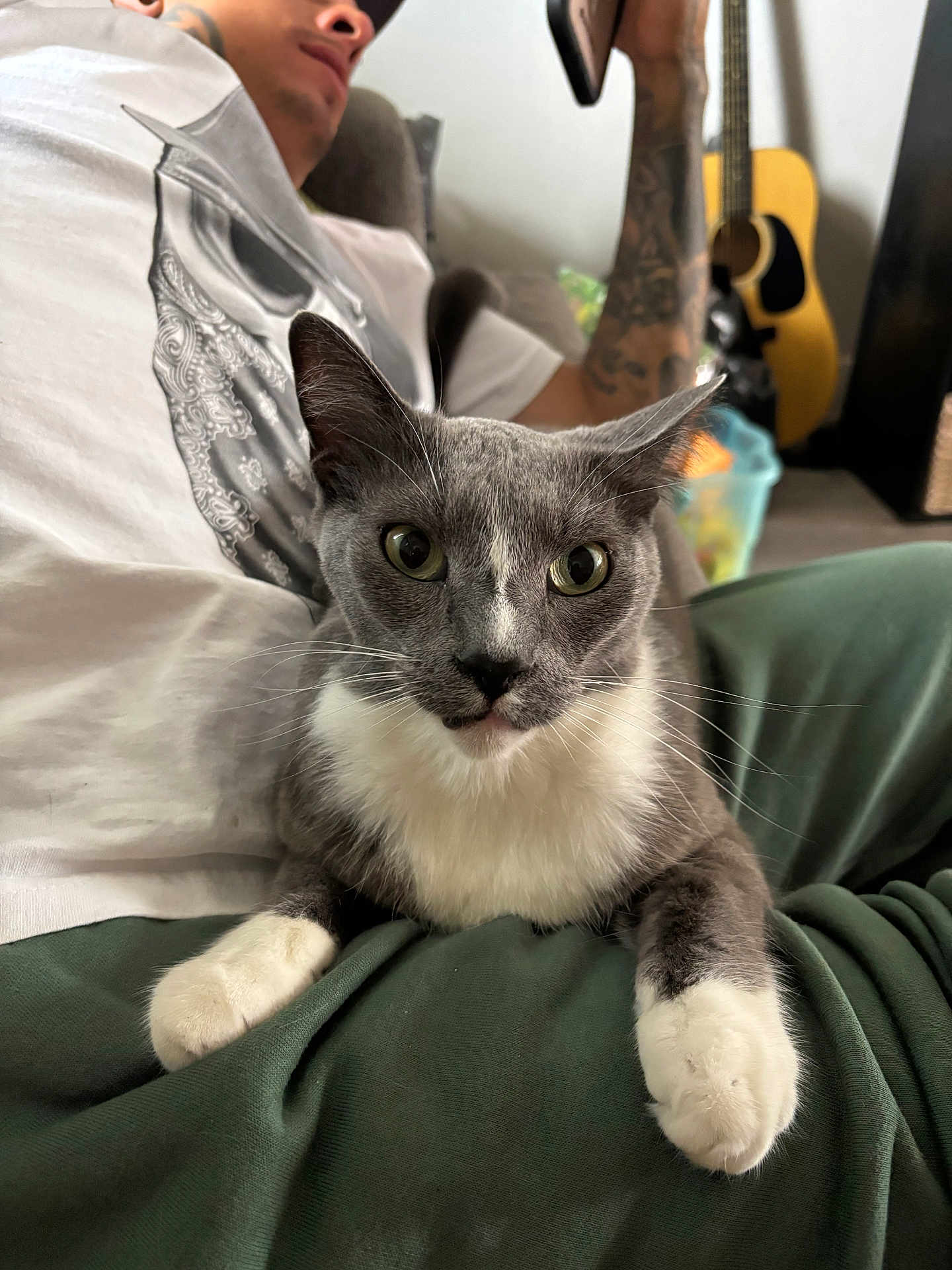 Louie joined the competition — help win amazing prizes! cat, person, indoor, gray_cat, white_cat, lap, guitar, tattoo, tshirt, green_pants, relaxed, furniture, whiskers, close_up, pet, domestic_animal, home, young_adult, casual, curious