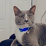 Louie is registered to the contest to win money with this photo: cat, gray_cat, white_paws, blue_collar, pet, indoor, feline, whiskers, domestic_animal, relaxed, fur, animal, companionship, cute, portrait, household, close_up, sitting, alert, bell
