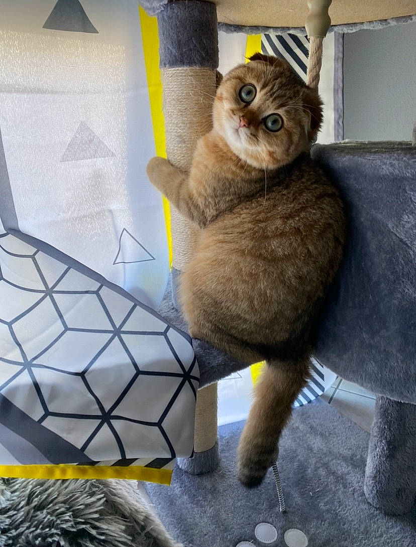 Romarin participe au concours pour gagner de l'argent avec cette photo : art, bear, fawn, felidae, fur, grey, mesh, net, pattern, plush, small_to_medium_sized_cats, stuffed_toy, tail, teddy_bear, terrestrial_animal, toy, twig, whiskers, wood, wool