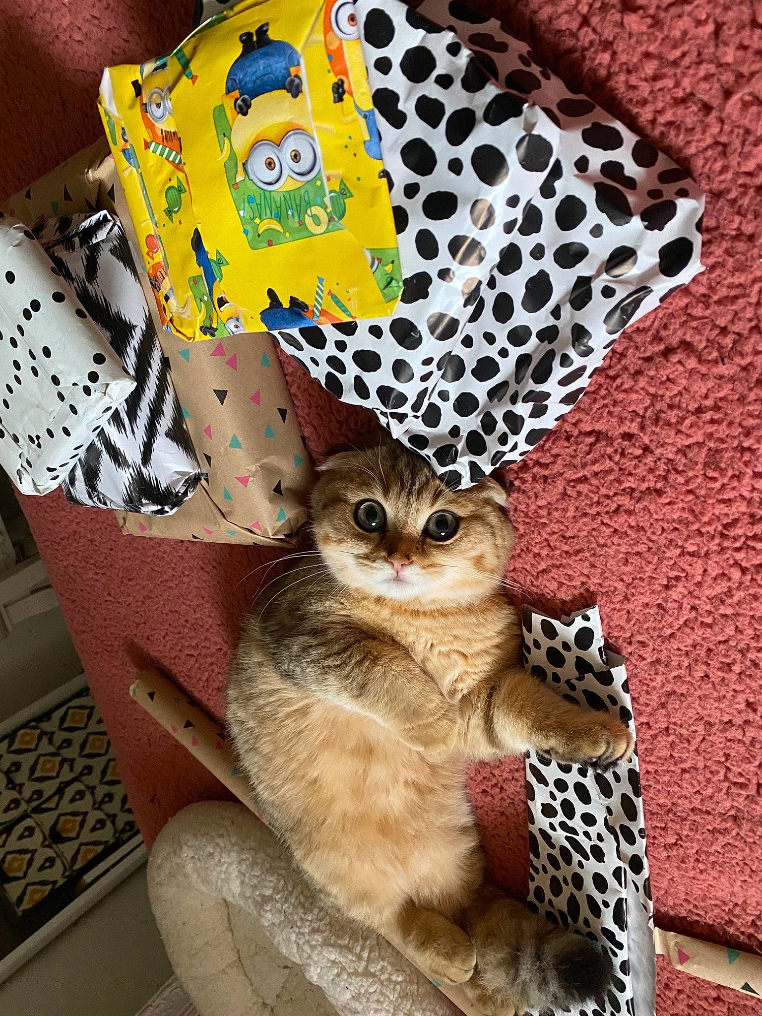 Romarin participe au concours pour gagner de l'argent avec cette photo : carnivore, cat, domestic_short_haired_cat, embellishment, fashion_accessory, fawn, felidae, font, fur, linens, mesh, motif, pattern, sleeve, small_to_medium_sized_cats, tail, textile, visual_arts, whiskers, yellow