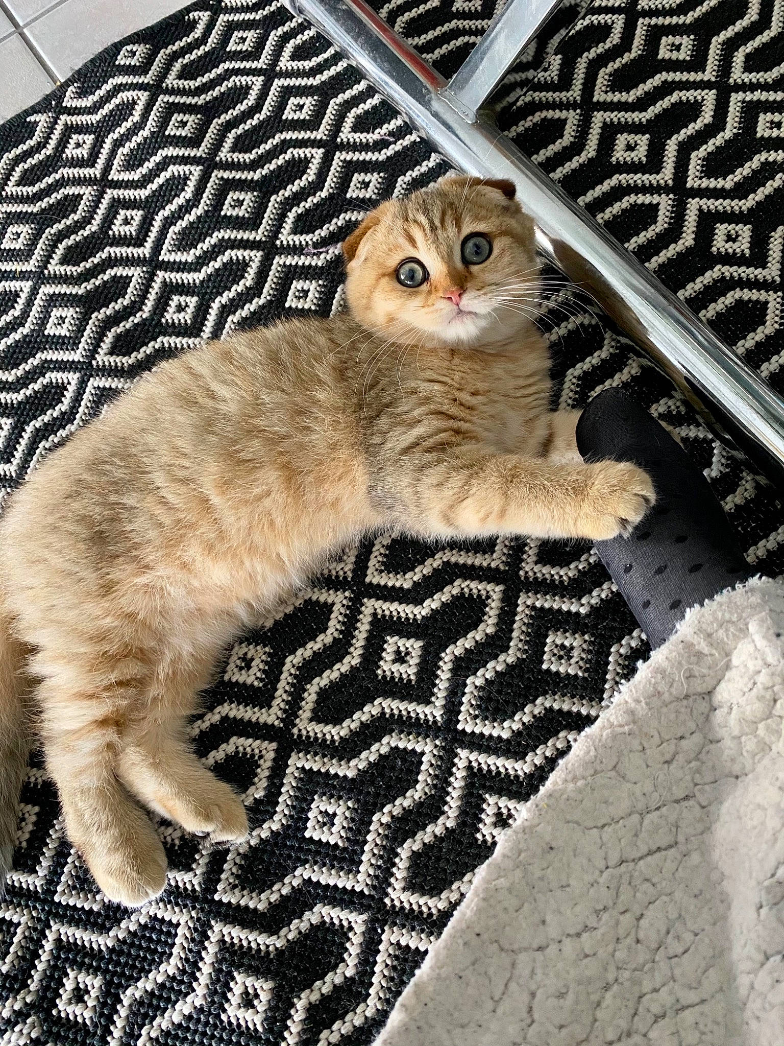 Romarin a rejoint le concours — aidez-le/la à gagner de superbes lots ! carnivore, cat, comfort, domestic_short_haired_cat, door, eye, fawn, felidae, flooring, fur, linens, pattern, paw, small_to_medium_sized_cats, snout, tail, terrestrial_animal, textile, whiskers, wood