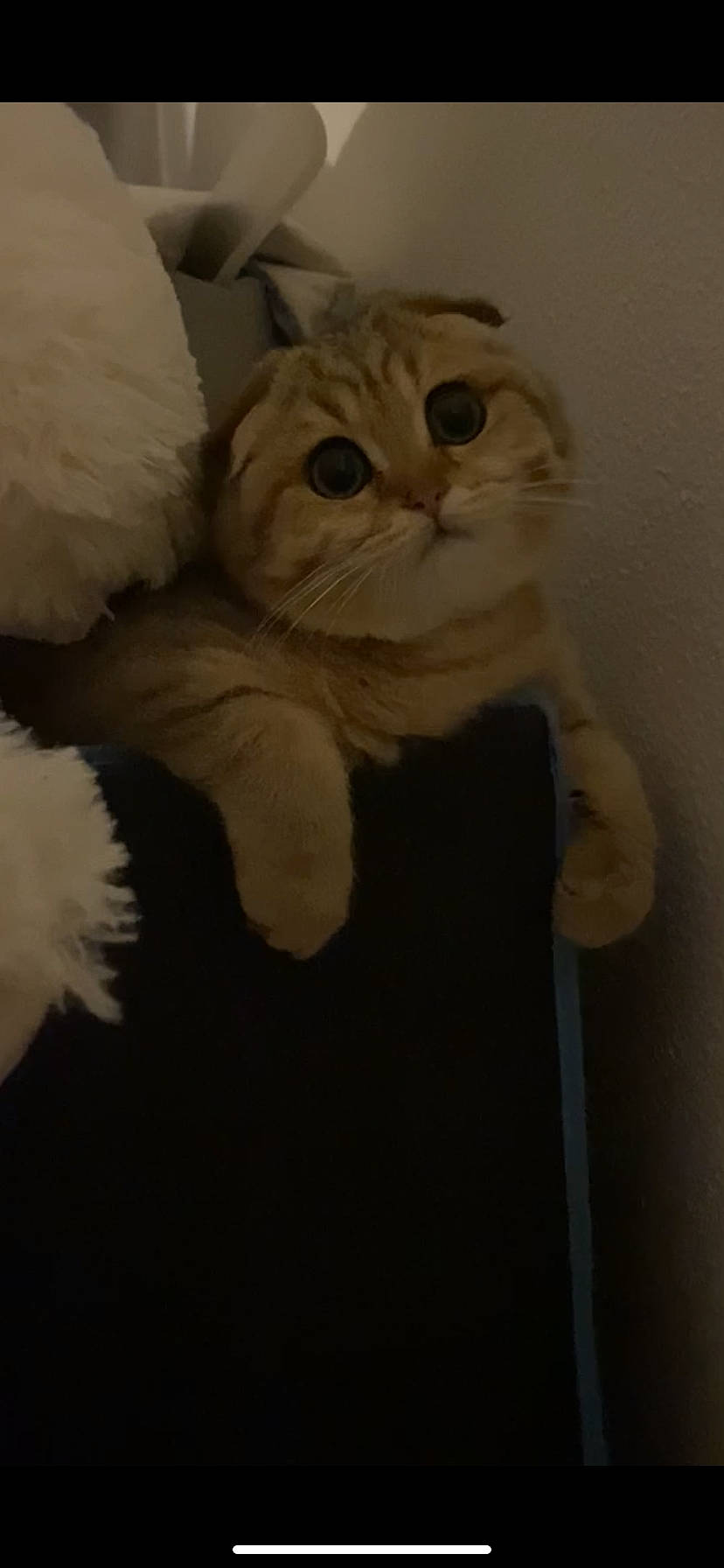 Romarin a rejoint le concours — aidez-le/la à gagner de superbes lots ! carnivore, cat, claw, comfort, fawn, felidae, fur, paw, small_to_medium_sized_cats, snout, tail, terrestrial_animal, whiskers