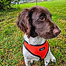 Abby participe au concours pour gagner de l'argent avec cette photo : animal, brown, cute, daylight, dog, ears, fur, grass, greenery, harness, leash, leaves, nature, orange, outdoor, pet, portrait, sitting, snout, white