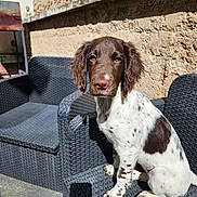 Abby participe au concours pour gagner de l'argent avec cette photo : puppy, dog, brown, white, spotted, outdoor, chair, woven_chair, sunlight, shadow, wall, pet, animal, sitting, young_dog, curious, ears, nose, paw, texture