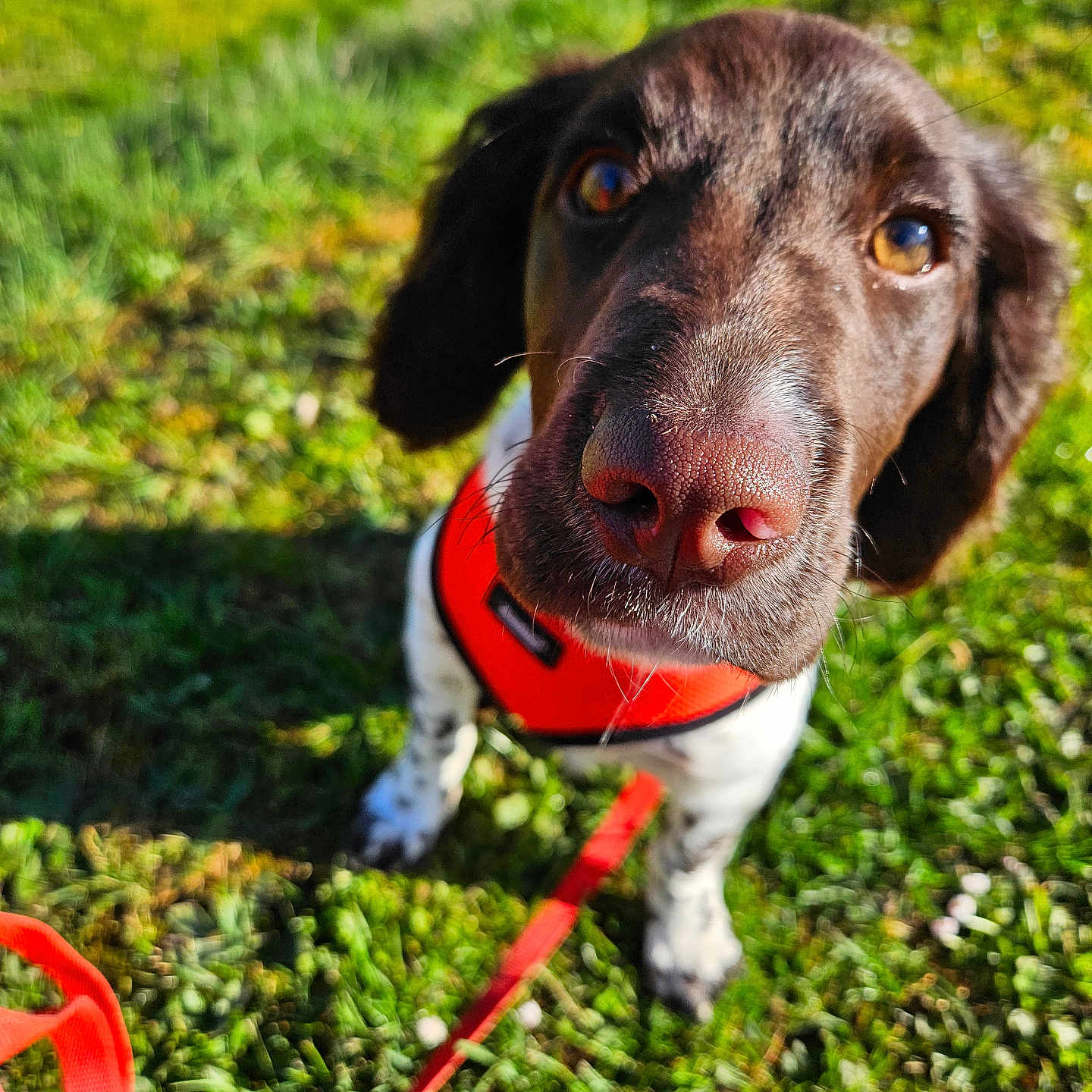 Abby participe au concours pour gagner de l'argent avec cette photo : dog, puppy, close_up, outdoor, grass, greenery, leash, harness, brown_fur, white_fur, curious, pet, animal, sunlight, nature, cute, young_dog, canine, playful, friendly