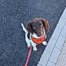 Abby a rejoint le concours — aidez-le/la à gagner de superbes lots ! animal, black_pavement, brown_and_white, canine, curious, dog, ears, grey_sidewalk, leash, looking_up, orange_harness, outdoor, pavement, pet, puppy, sidewalk, sitting, tail, walk, young_dog