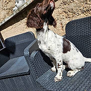 Abby participe au concours pour gagner de l'argent avec cette photo : brown_and_white, buddha_statue, canine, curious, dog, ear_flap, garden, outdoor, patio_chair, pet, relaxing, serene, shadow, sitting, spotted, statue, stone_wall, sunlight, texture, woven_furniture