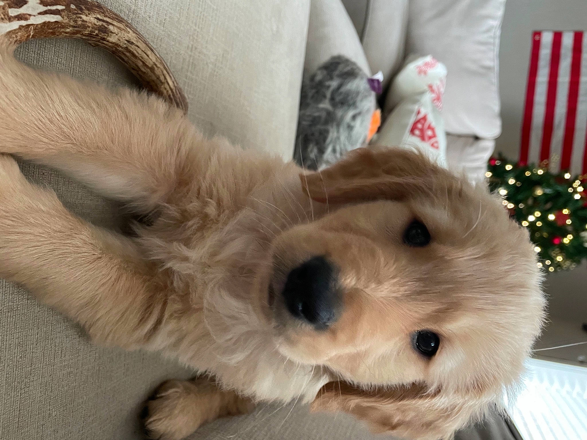 Boone joined the competition — help win amazing prizes! beige, canidae, carnivore, christmas, christmas_decoration, christmas_eve, christmas_ornament, collar, companion_dog, dog, dog_breed, fawn, fur, interior_design, living_room, pet_supply, snout, sporting_group, vertebrate, working_animal