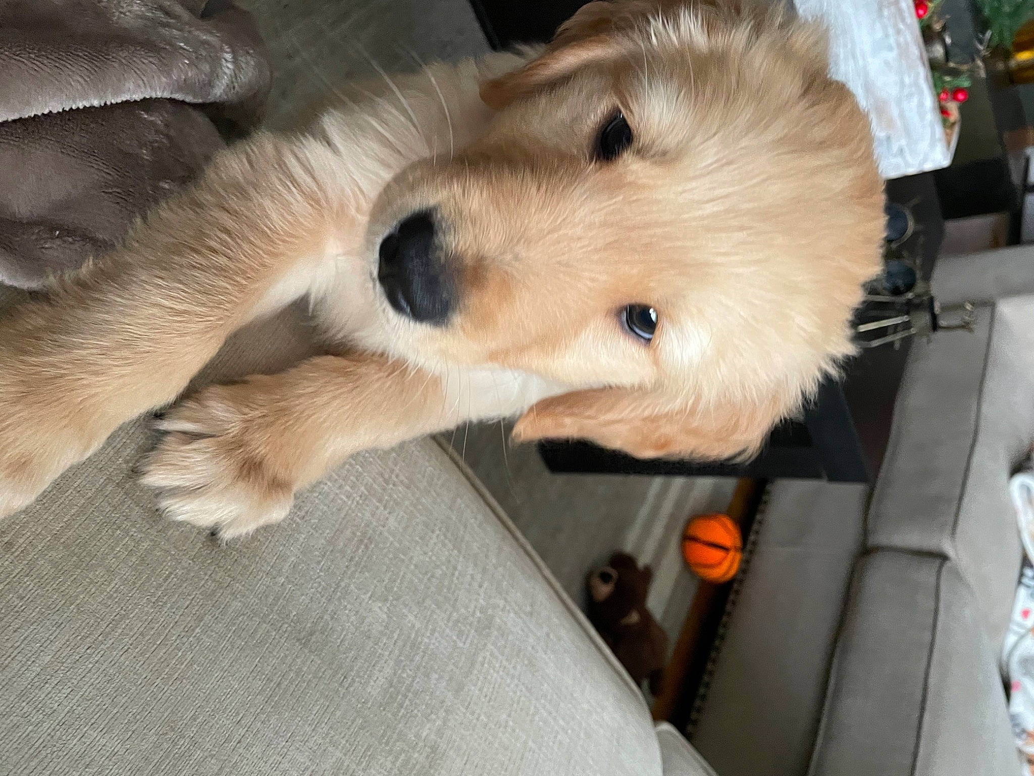 Boone is registered to the contest to win money with this photo: canidae, carnivore, companion_dog, dog, dog_breed, dog_supply, fur, natural_material, non_sporting_group, snout, spitz, sporting_group, whiskers, working_animal, working_dog