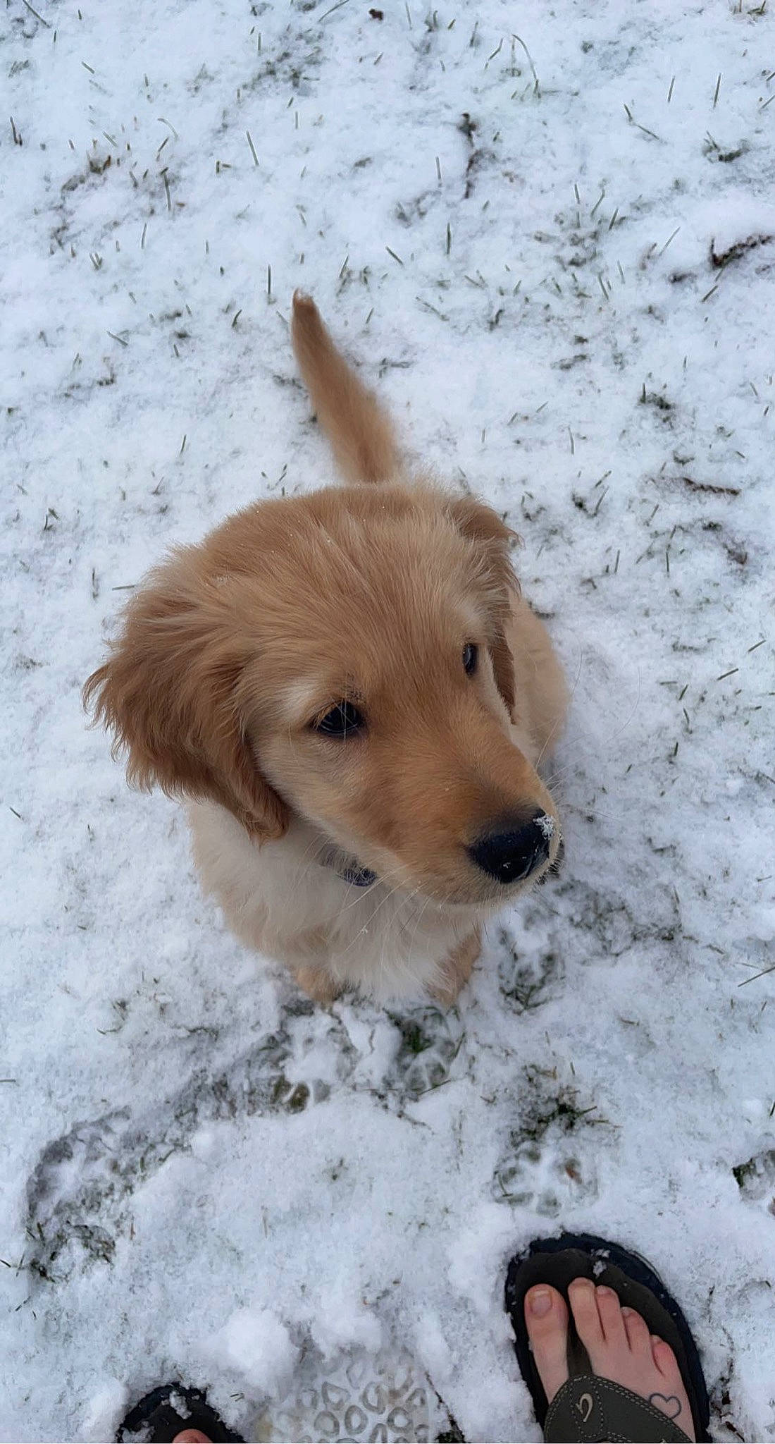 Boone joined the competition — help win amazing prizes! beige, canidae, carnivore, companion_dog, dog, dog_breed, fawn, foot, freezing, fur, liver, playing_in_the_snow, precipitation, retriever, snout, snow, sporting_group, winter, working_animal, working_dog