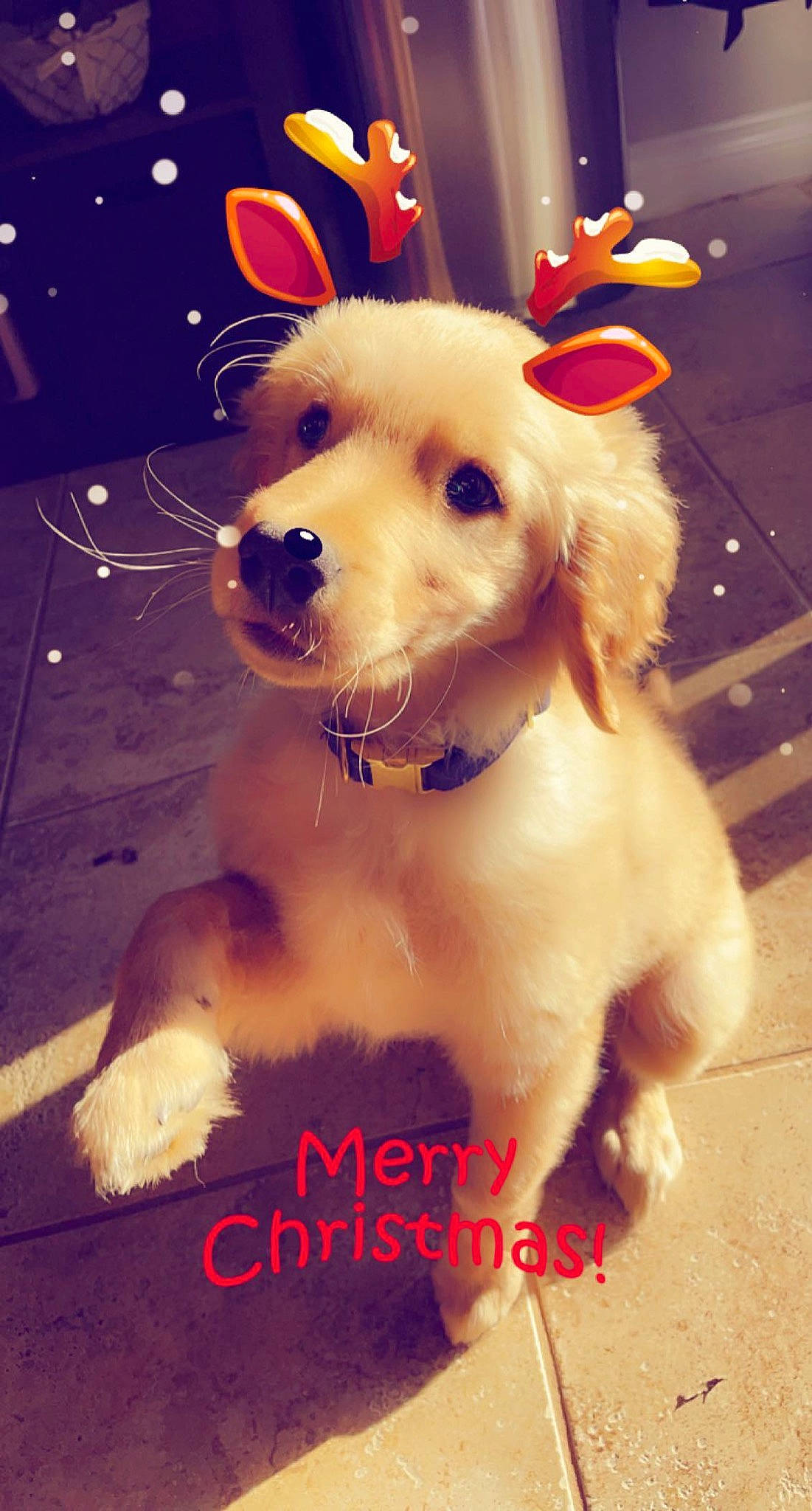 Boone is registered to the contest to win money with this photo: canidae, carnivore, collar, companion_dog, dog, dog_breed, dog_clothes, dog_collar, dog_supply, fur, leash, paw, pet_supply, snout, sporting_group, tail, working_animal