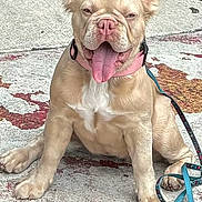 Lovelly is registered to the contest to win money with this photo: animal, canine, close_up, concrete, cute, dog, ears_up, french_bulldog, happy, leash, light_tan, outdoor, pet, pink_collar, playful, puppy, sitting, sunny, tongue_out, young_dog