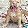 animal, canine, close_up, concrete, cute, dog, ears_up, french_bulldog, happy, leash, light_tan, outdoor, pet, pink_collar, playful, puppy, sitting, sunny, tongue_out, young_dog