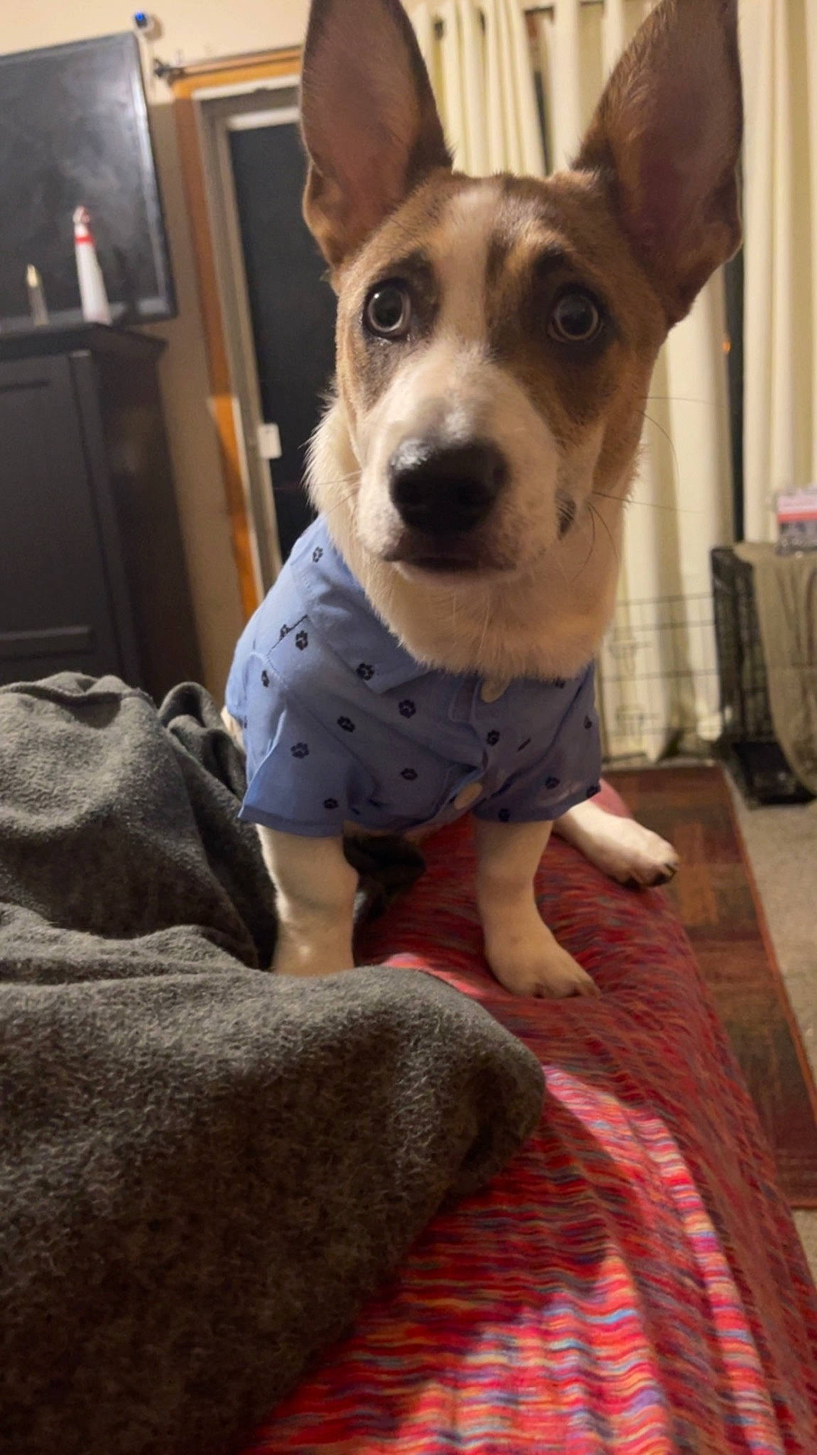 Shorty Low joined the competition — help win amazing prizes! carnivore, collar, comfort, companion_dog, dog, dog_breed, dog_supply, fawn, flooring, fur, linens, pattern, sitting, small_terrier, sporting_group, terrier, toy_dog, whiskers, wood, working_animal