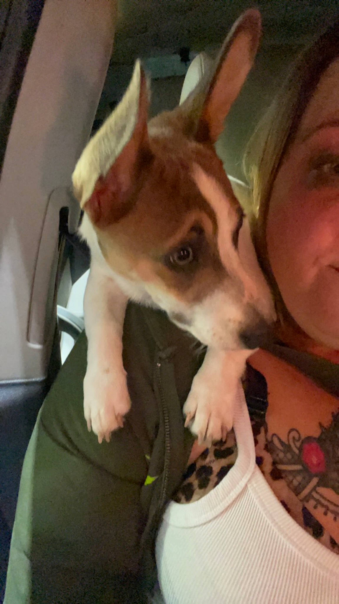 Shorty Low joined the competition — help win amazing prizes! canidae, carnivore, companion_dog, dog, dog_breed, ear, fawn, felidae, fun, fur, happy, non_sporting_group, puppy_love, selfie, small_to_medium_sized_cats, snout, sporting_group, toy_dog, whiskers, working_animal