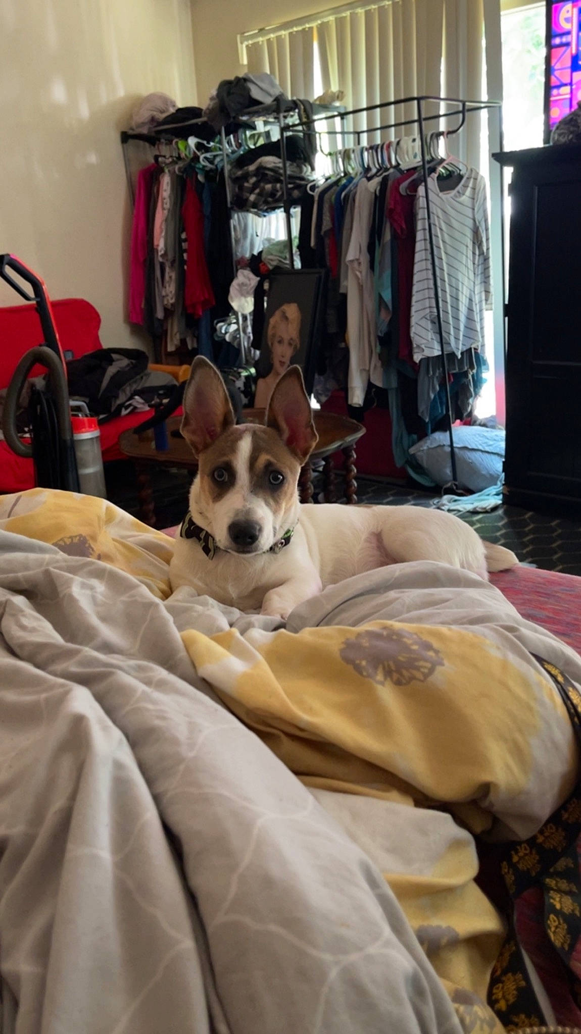 Shorty Low joined the competition — help win amazing prizes! bag, bed_sheet, bedding, bedroom, carnivore, closet, clothes_hanger, comfort, companion_dog, dog, dog_breed, flooring, fur, linens, luggage_and_bags, room, shelf, textile, toy_dog, wood