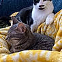 Eliot And Petey joined the competition — help win amazing prizes! animal, black_and_white_cat, blanket, blue_couch, cat, cats, couch, cozy, ears, fur, gray_cat, home, indoor, mustache_marking, patterned_blanket, pet, relaxed, resting, whiskers, yellow_blanket