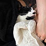 Eliot And Petey joined the competition — help win amazing prizes! animal, black_and_white, blanket, cat, closeup, comfort, cozy, cute, domestic_animal, feline, fur, human_arm, indoor, paw, pet, relaxation, resting, sleeping, snuggling, whiskers