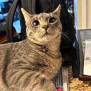 Eliot And Petey joined the competition — help win amazing prizes! backpack, cat, close_up, clutter, curious, domestic_animal, feline, fur, gray_tabby, indoor, kitchen_counter, mammal, newspaper, paper, pet, portrait, relaxed, table, whiskers, wide_eyes