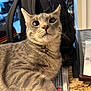 backpack, cat, close_up, clutter, curious, domestic_animal, feline, fur, gray_tabby, indoor, kitchen_counter, mammal, newspaper, paper, pet, portrait, relaxed, table, whiskers, wide_eyes
