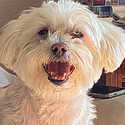 Harry a rejoint le concours — aidez-le/la à gagner de superbes lots ! dog, white_dog, fluffy, pet, happy, smiling, indoor, closeup, canine, fur, mouth_open, teeth, domestic_animal, companion, animal_portrait, cute, friendly, animal_face, household, relaxed