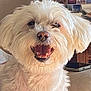 dog, white_dog, fluffy, pet, happy, smiling, indoor, closeup, canine, fur, mouth_open, teeth, domestic_animal, companion, animal_portrait, cute, friendly, animal_face, household, relaxed