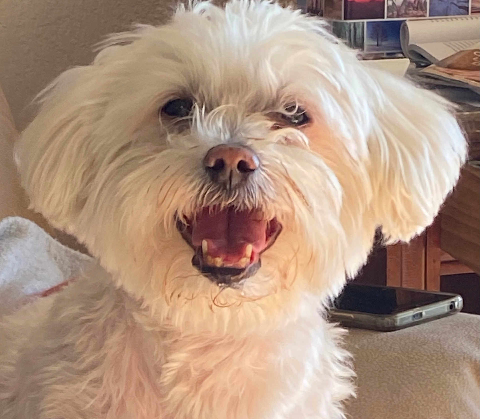 Harry a rejoint le concours — aidez-le/la à gagner de superbes lots ! dog, white_dog, fluffy, pet, happy, smiling, indoor, closeup, canine, fur, mouth_open, teeth, domestic_animal, companion, animal_portrait, cute, friendly, animal_face, household, relaxed