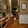 Novah is registered to the contest to win money with this photo: dog, hallway, wooden_floor, table, decor, picture_frame, wall_art, lighting, home_interior, furniture, pet, calm, cozy, living_room, stairs, ceiling_fan, doorway, wood, white_dog, relaxing