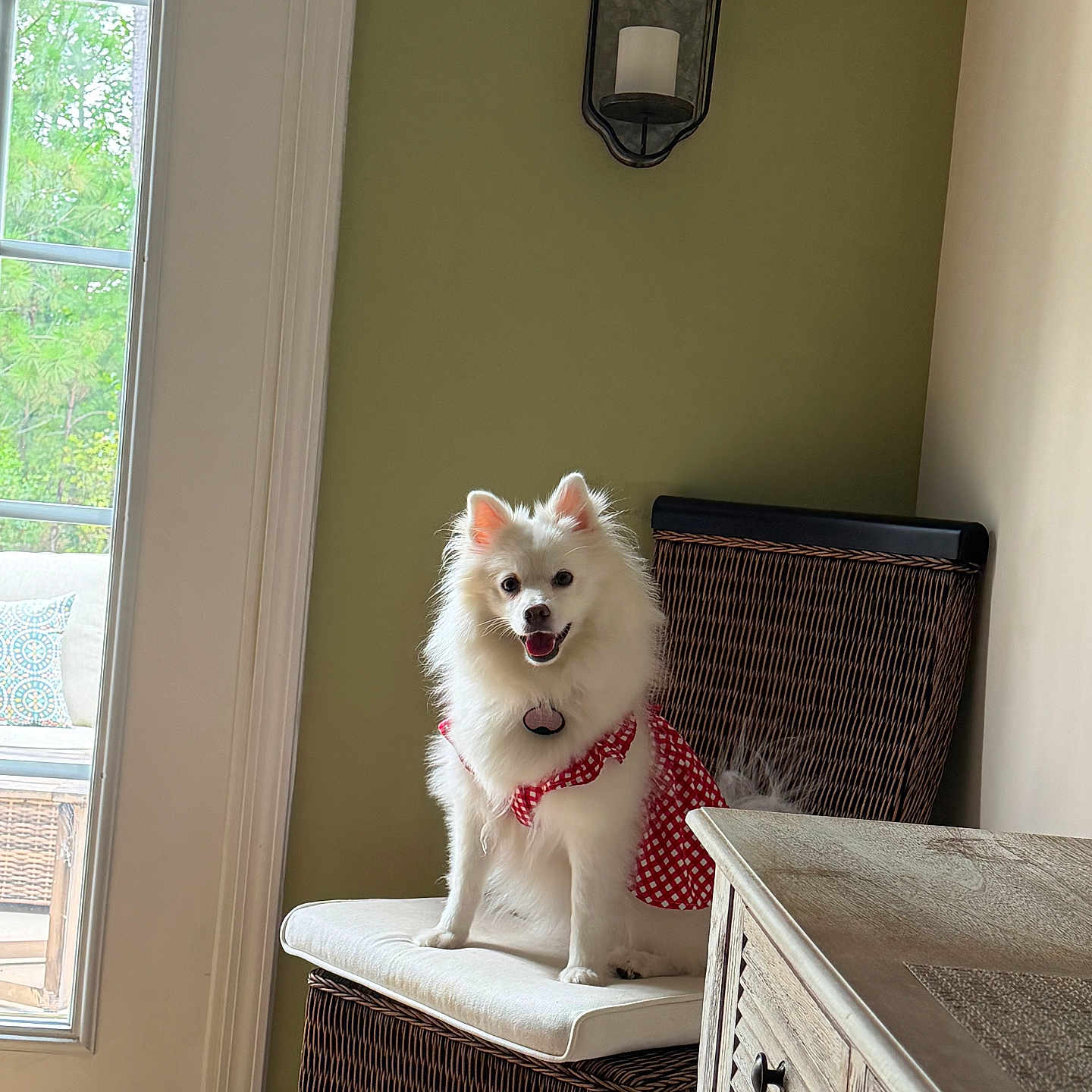 Novah is registered to the contest to win money with this photo: dog, white_dog, fluffy, sitting, chair, cushion, wicker, red_dress, indoor, window, natural_light, wooden_cabinet, smiling, pet, home_interior, decor, furniture, happy, canine, domestic_animal