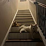 Novah joined the competition — help win amazing prizes! dog, stairs, indoor, pet, animal, stairs_rail, wall_decoration, love_sign, wooden_stairs, relaxed, brown_dog, white_dog, home_interior, furniture, lighting, resting, companion, domestic_animal, quiet, cozy