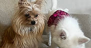 Novah is registered to the contest to win money with this photo: animal, brown_dog, companion, couch, curious, cute, dog, domestic, fluffy_fur, furniture, furry, indoor, pet_clothing, pink_dress, playful, scruffy_fur, sitting, small_dog, two_dogs, white_dog