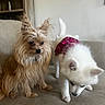 animal, brown_dog, companion, couch, curious, cute, dog, domestic, fluffy_fur, furniture, furry, indoor, pet_clothing, pink_dress, playful, scruffy_fur, sitting, small_dog, two_dogs, white_dog