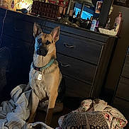 Evan joined the competition — help win amazing prizes! animal, bedroom, blanket, canine, collar, cozy, decor, dog, dresser, furniture, german_shepherd, indoor, lamp, love, pet, pillow, room, sign, sitting, tag