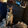 animal, bedroom, blanket, canine, collar, cozy, decor, dog, dresser, furniture, german_shepherd, indoor, lamp, love, pet, pillow, room, sign, sitting, tag