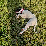 Hécate a rejoint le concours — aidez-le/la à gagner de superbes lots ! dog, grass, collar, outdoor, sunlight, pet, animal, lying_down, nature, shadow, relaxed, white, black, red, field, playful, summer, canine, daylight, happy