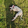 dog, grass, collar, outdoor, sunlight, pet, animal, lying_down, nature, shadow, relaxed, white, black, red, field, playful, summer, canine, daylight, happy