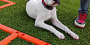 Hécate participe au concours pour gagner de l'argent avec cette photo : dog, white_dog, black_patch, lying_down, artificial_turf, orange_agility_equipment, person, sneakers, outdoor, grass, training_area, playful, pet, collar, canine, field, nature, sport, active, resting