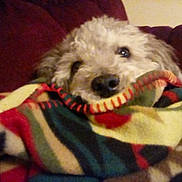 Memphis is registered to the contest to win money with this photo: animal, blanket, colorful, comfort, couch, cozy, cute, dog, domestic, fabric, fur, furry, home, indoor, pet, relaxing, resting, sleepy, soft, warm