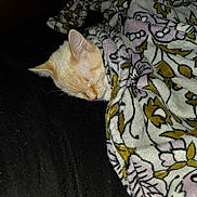 Cloud is registered to the contest to win money with this photo: cat, sleeping, blanket, floral_pattern, orange_cat, cozy, pet, fur, rest, indoor, comfort, soft, closeup, animal, cute, domestic_cat, relaxation, bed, snuggled, warm
