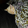 animal, bed, blanket, cat, closeup, comfort, cozy, cute, domestic_cat, floral_pattern, fur, indoor, orange_cat, pet, relaxation, rest, sleeping, snuggled, soft, warm