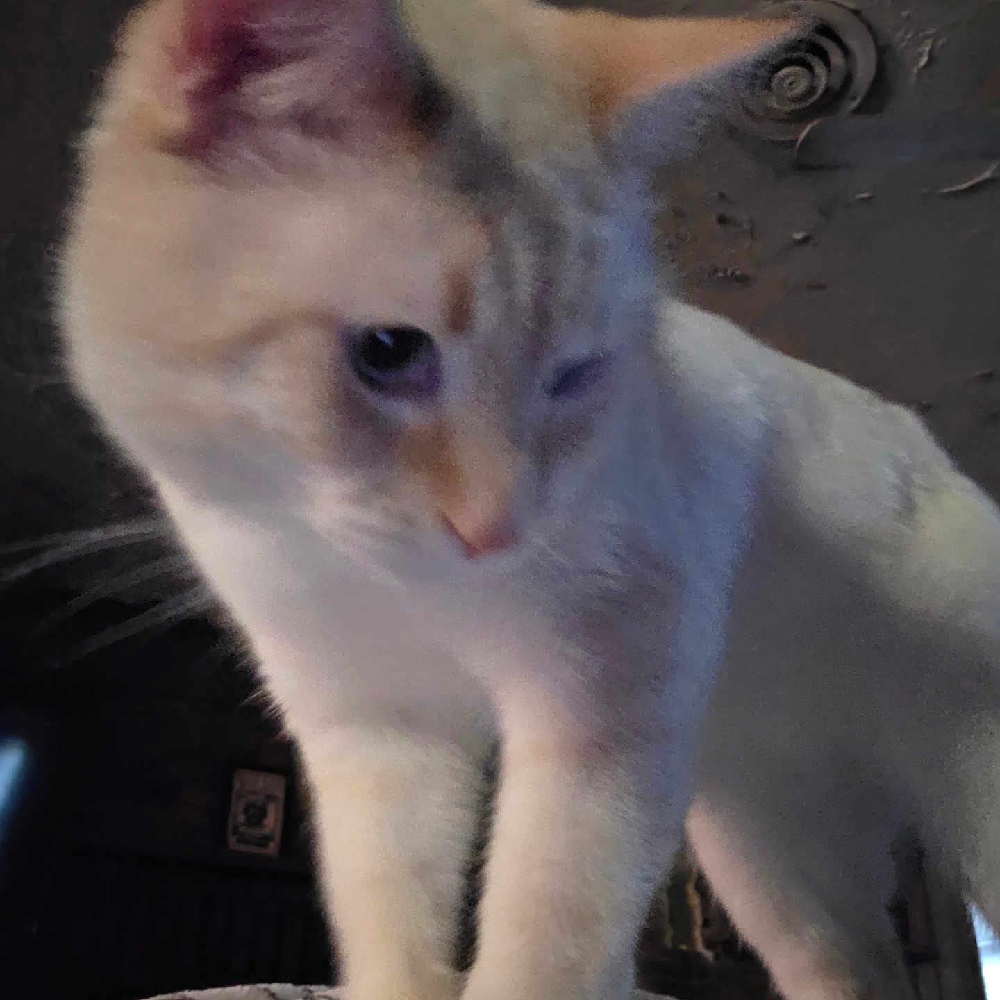 Cloud is registered to the contest to win money with this photo: cat, animal, pet, fur, whiskers, close_up, indoor, curious, cream_color, orange_color, soft_surface, blanket, cozy, feline, domestic_animal, standing, portrait, low_light, grainy, homedecor